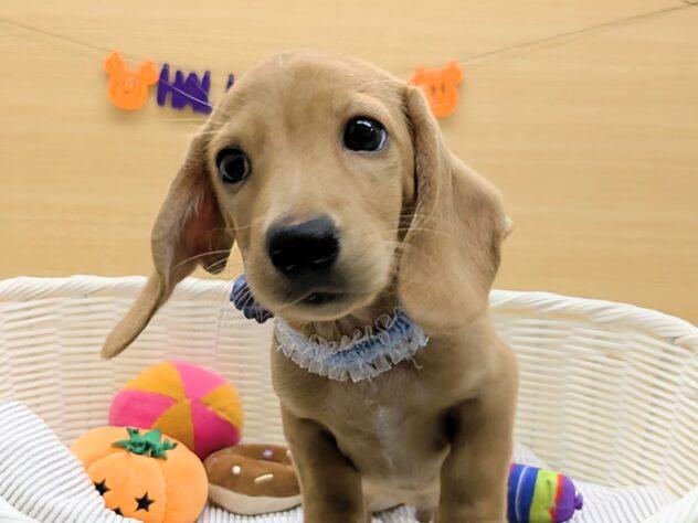 animal_image