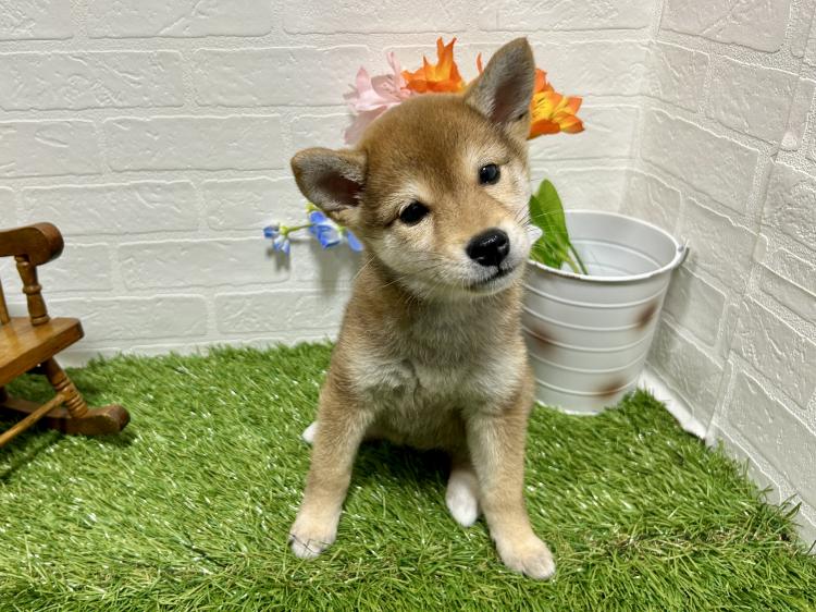 animal_image