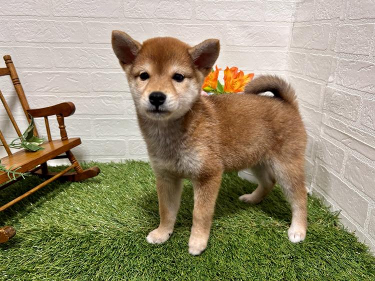 animal_image