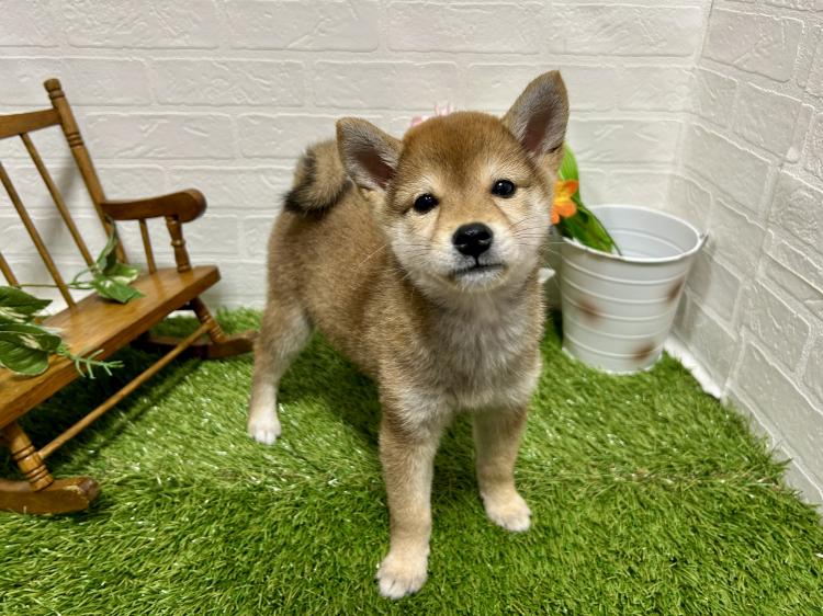 animal_image