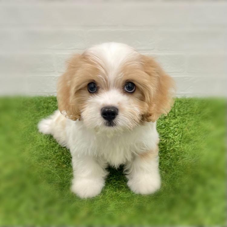 animal_image