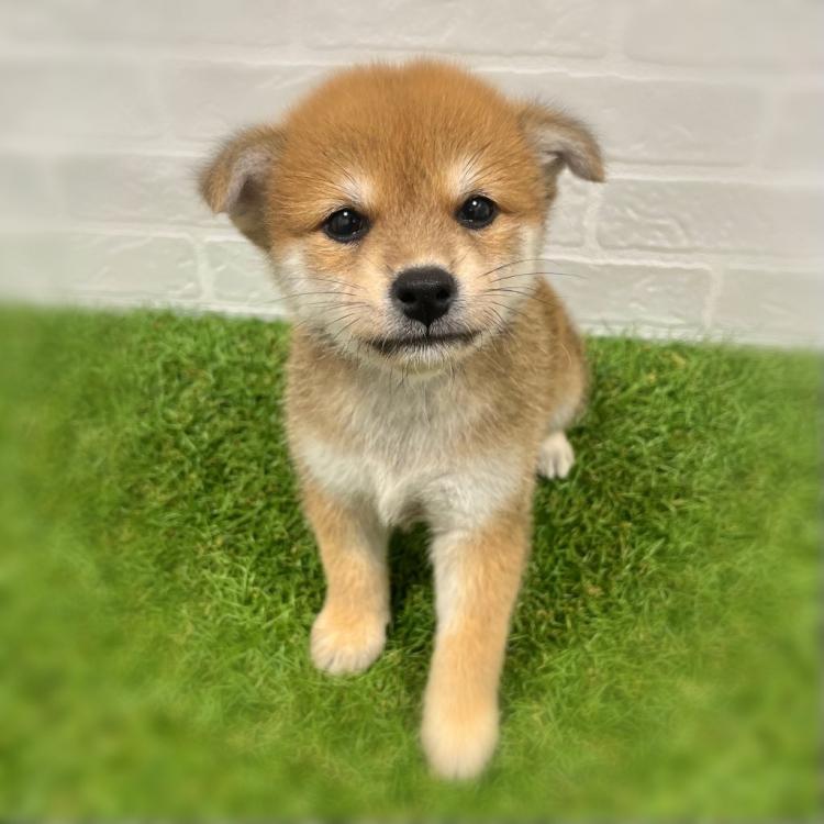 animal_image