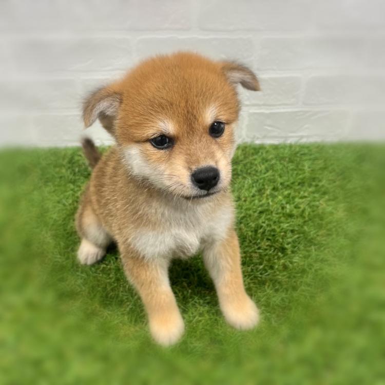 animal_image