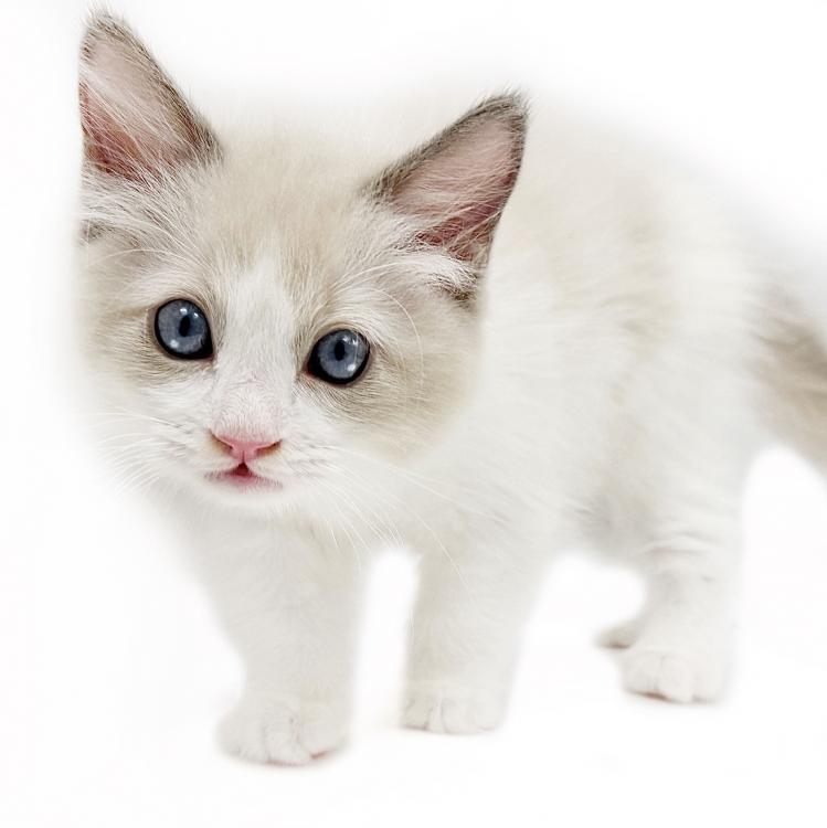 animal_image