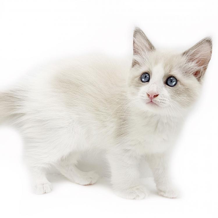 animal_image