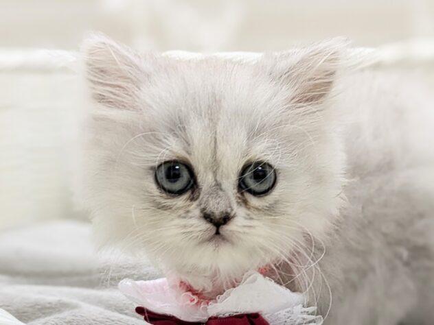 animal_image