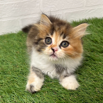 animal_image