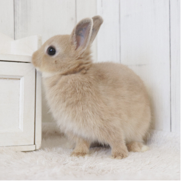 animal_image