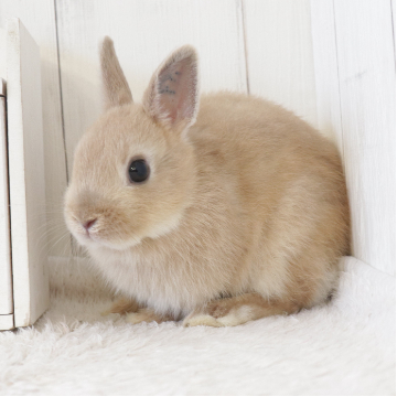 animal_image