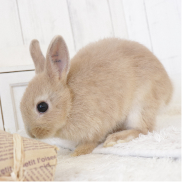 animal_image