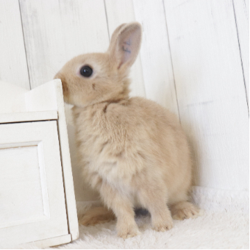 animal_image