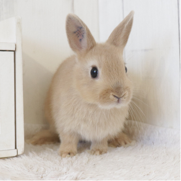 animal_image