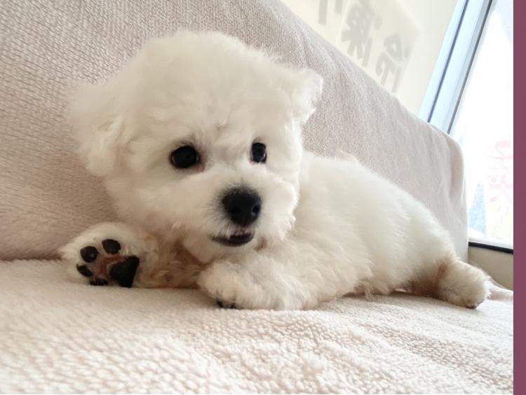 animal_image