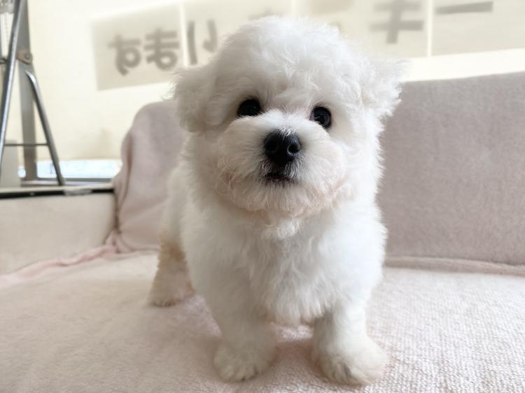 animal_image