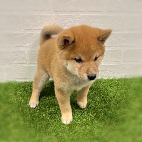 animal_image