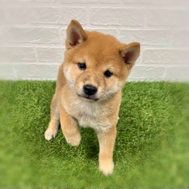 animal_image