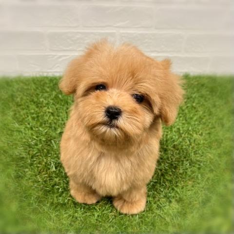 animal_image