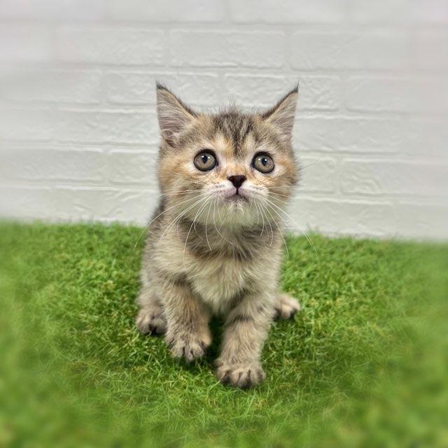 animal_image