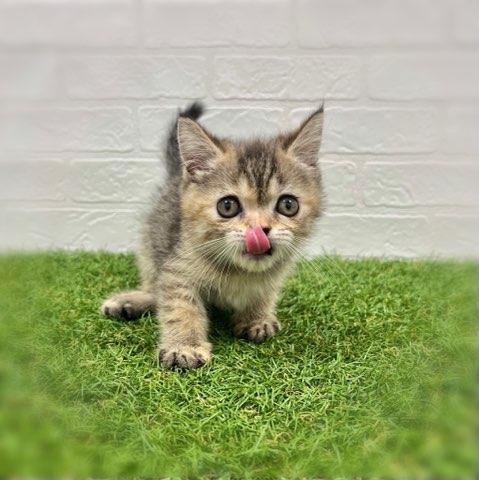 animal_image