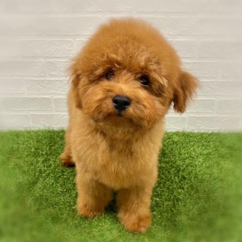 animal_image