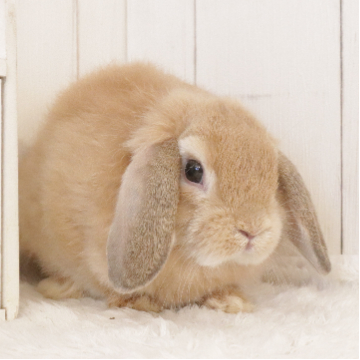 animal_image