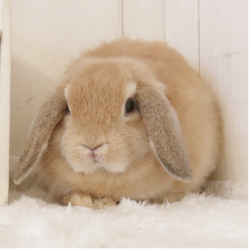 animal_image
