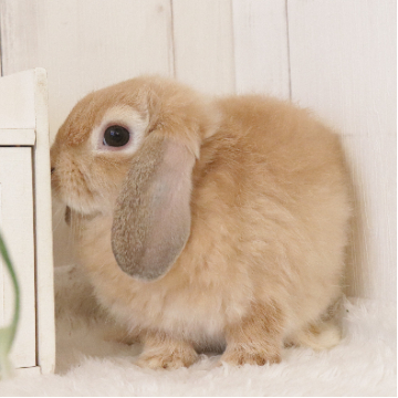animal_image
