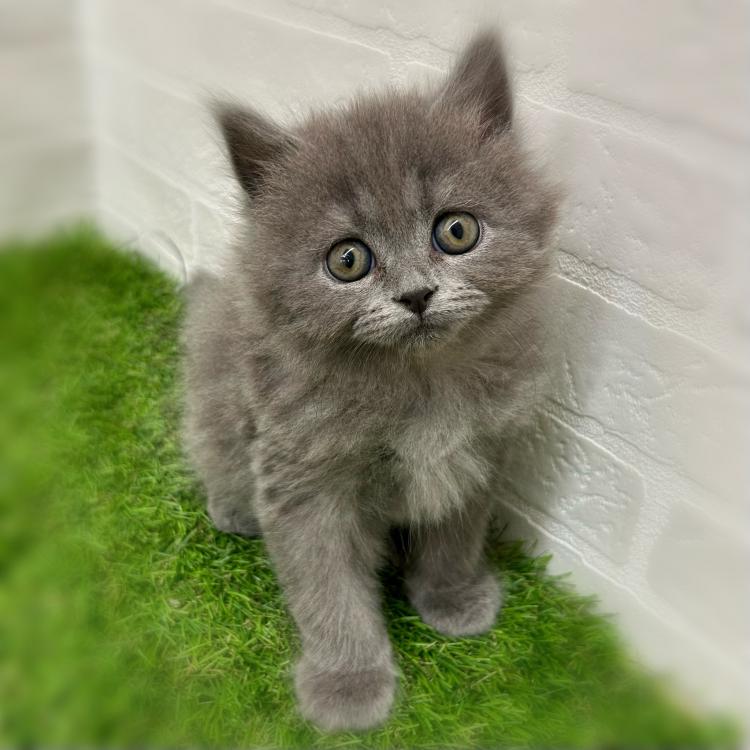 animal_image