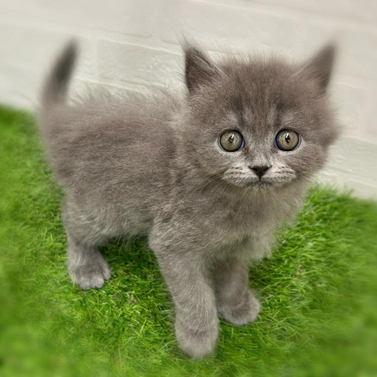 animal_image