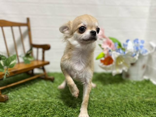 animal_image