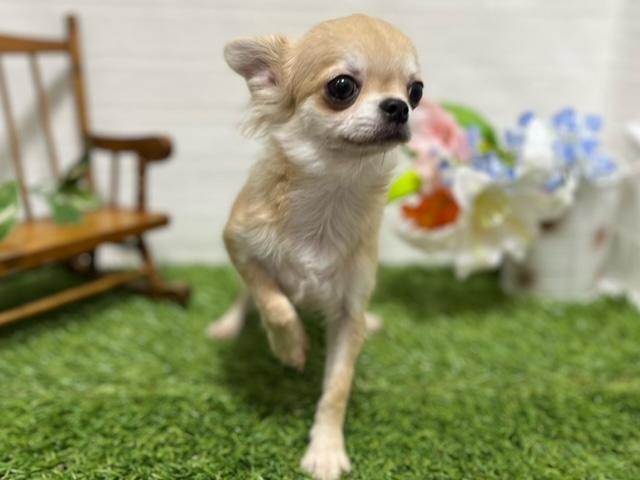 animal_image