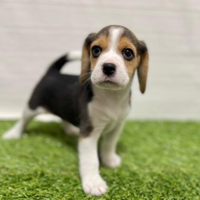 animal_image