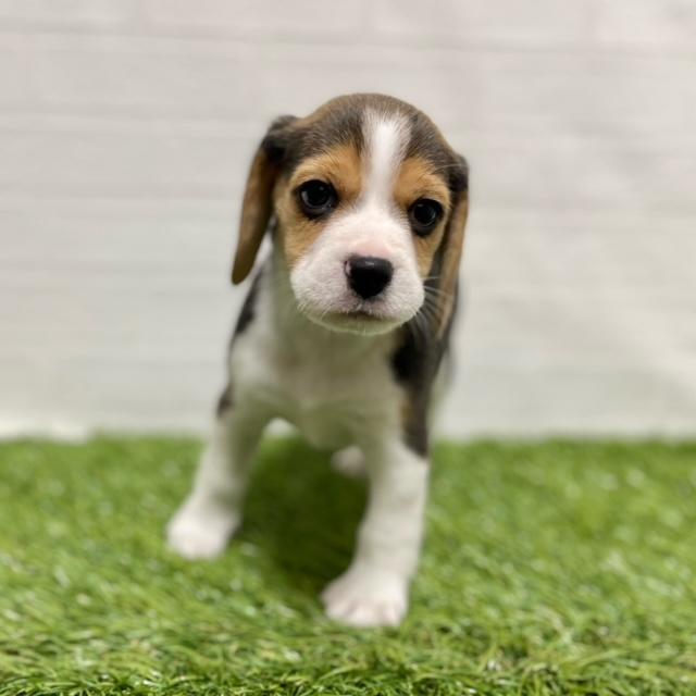 animal_image
