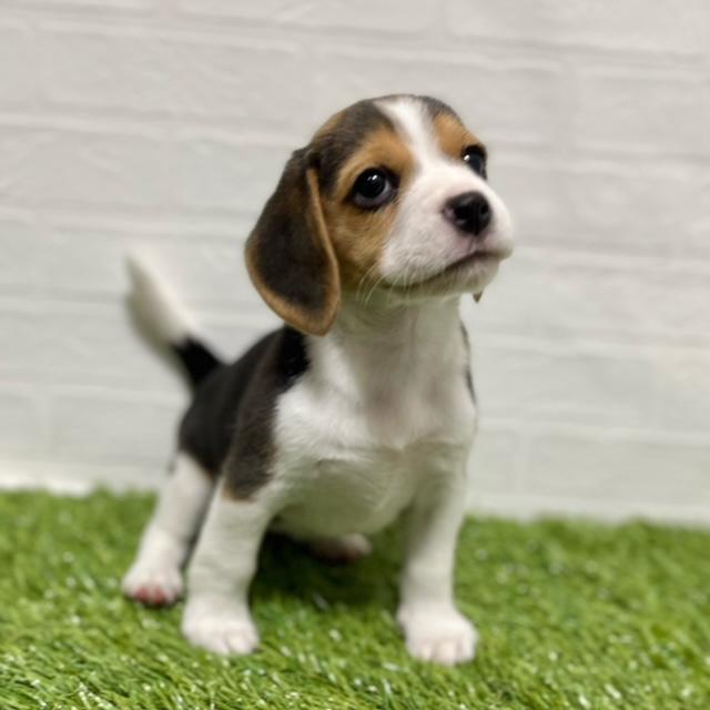 animal_image