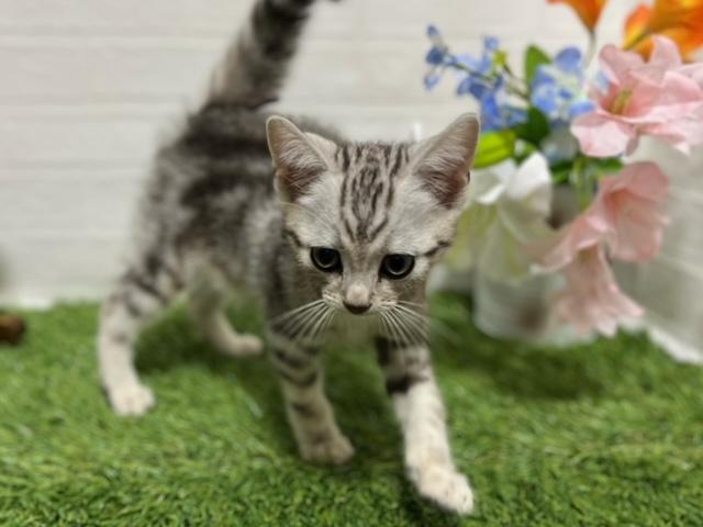 animal_image
