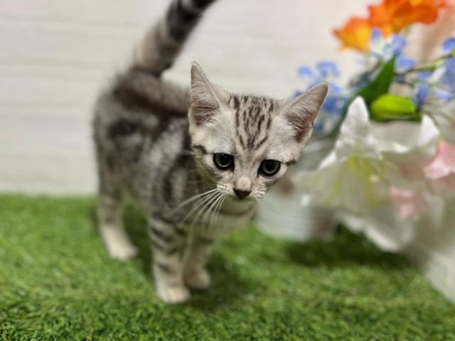 animal_image