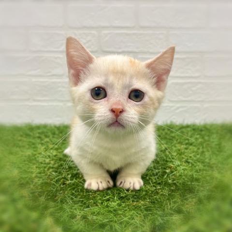 animal_image