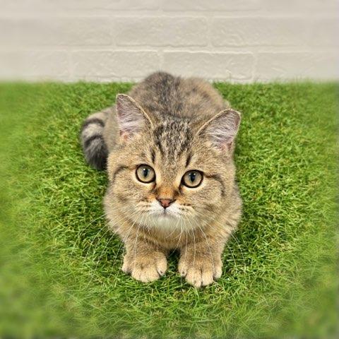 animal_image