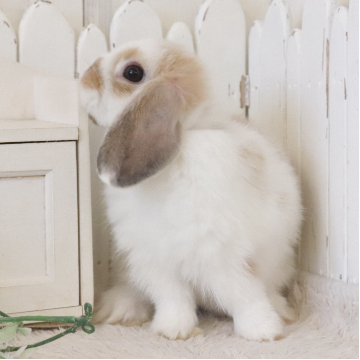 animal_image