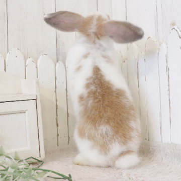 animal_image