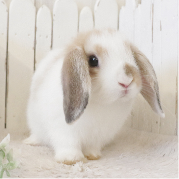 animal_image