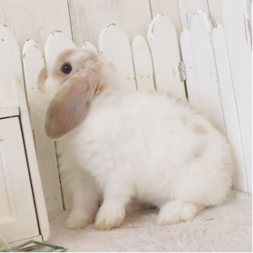 animal_image