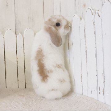 animal_image