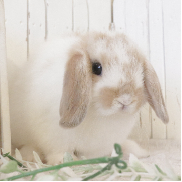 animal_image