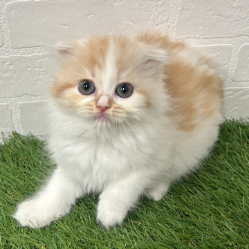 animal_image