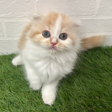 animal_image