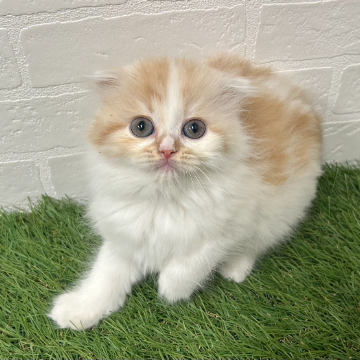 animal_image