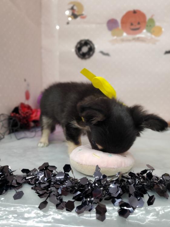 animal_image
