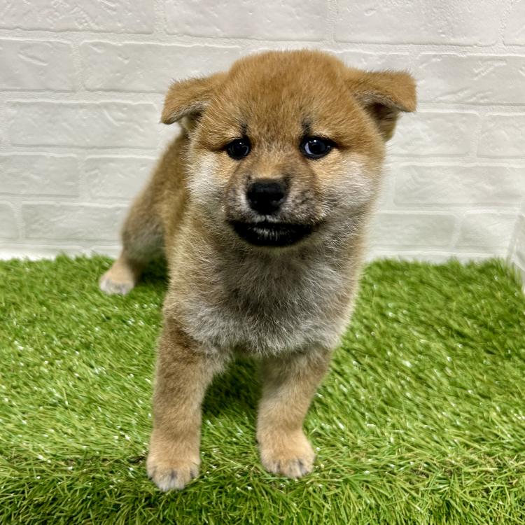 animal_image