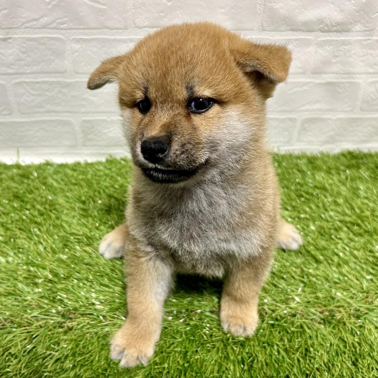 animal_image